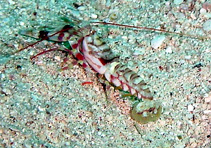 Photo: M. Levin; Click for a larger picture